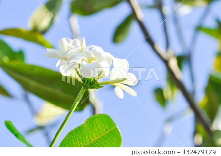 frangipani, frangipani flower or pagoda tree or temple tree with fowers or white flower 132479179