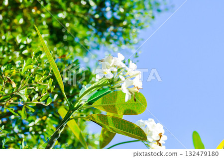 frangipani, frangipani flower or pagoda tree or temple tree with fowers or white flower 132479180
