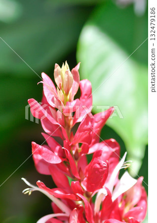 ACANTHACEAE, Brazilian Red Cloak, Brazilian red cloaks, Megaskepasma, Megaskepasma erythrochlamys Lindau or red flower 132479186