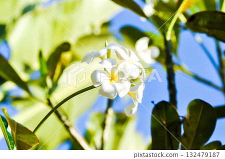 frangipani, frangipani flower or pagoda tree or temple tree with fowers or white flower 132479187