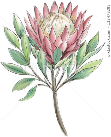 無背景的手繪野花插圖 無背景的手繪野花插圖 132479295