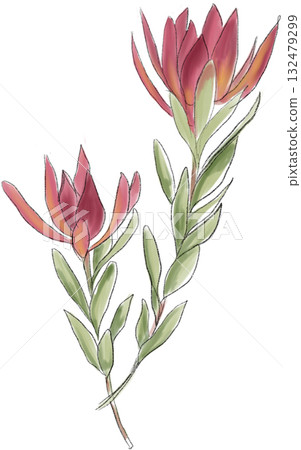 Red flowers and leaves illustration 132479299