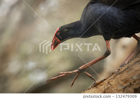 Australasian Swamphen Australasian Swamphen 132479309