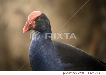 Australasian Swamphen Australasian Swamphen 132479310