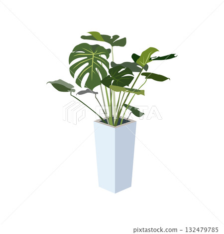 室內植物龜背竹插圖 132479785