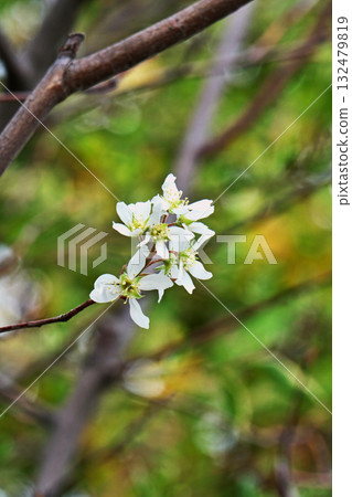 白色六月莓花(春季、四月) 白色六月莓花(春季、四月) 132479819