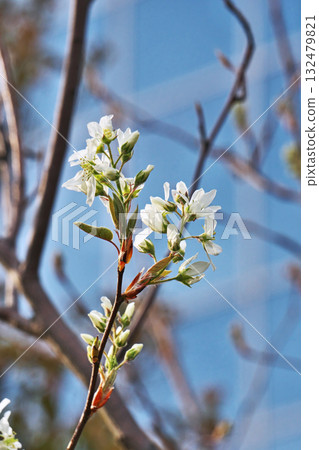 白色六月莓花(春季、四月) 白色六月莓花(春季、四月) 132479821