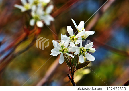 白色六月莓花(春季、四月) 白色六月莓花(春季、四月) 132479823