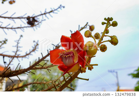 The Ceylon Cannonball Tree or the Cannonball Tree flower originated in South America, in the Amazon River basin. The Ceylon Cannonball Tree or the Cannonball Tree flower originated in South America, in the Amazon River basin. 132479838