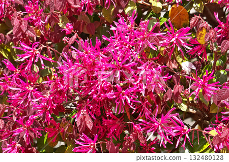 Red witch hazel flowers (spring, April) Red witch hazel flowers (spring, April) 132480128