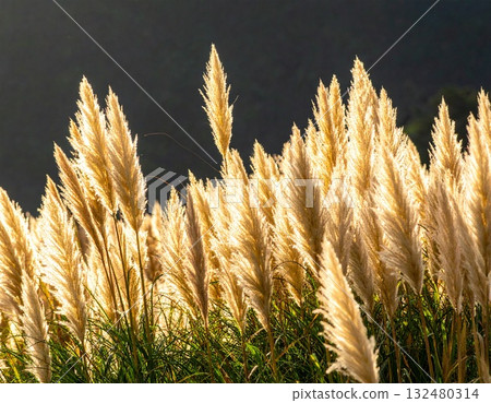 [AI 生成的圖像] 日本紫芒是日本秋天的象徵 132480314