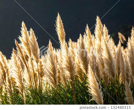 [AI 生成的圖像] 日本紫芒是日本秋天的象徵 132480315