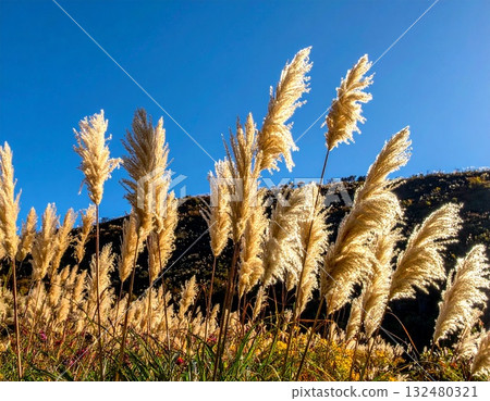 [AI 生成的圖像] 日本紫芒是日本秋天的象徵 132480321