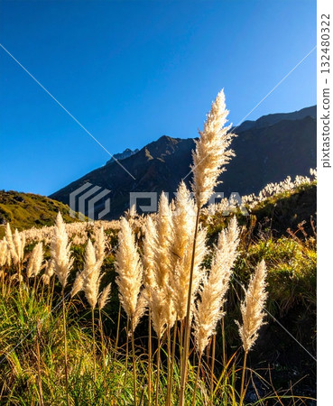 [AI 生成的圖像] 日本紫芒是日本秋天的象徵 132480322