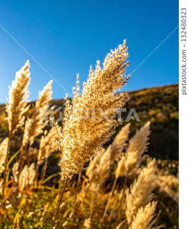 [AI 生成的圖像] 日本紫芒是日本秋天的象徵 132480323