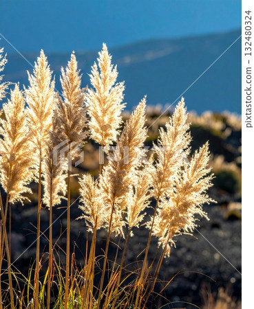 [AI 生成的圖像] 日本紫芒是日本秋天的象徵 132480324