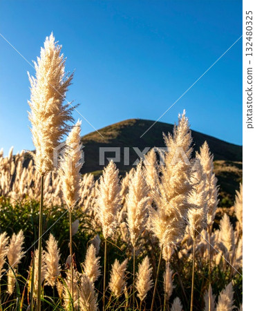 [AI 生成的圖像] 日本紫芒是日本秋天的象徵 132480325