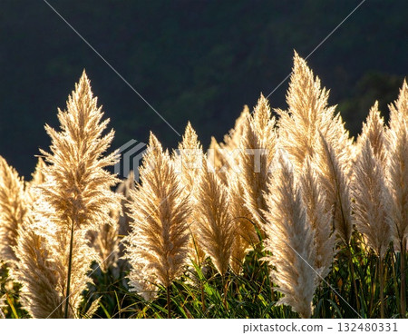 [AI 生成的圖像] 日本紫芒是日本秋天的象徵 132480331