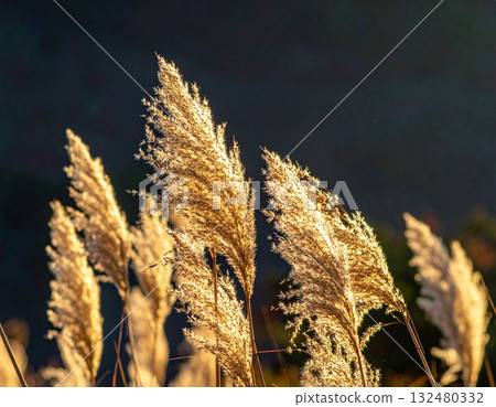[AI-generated image] Japanese silver grass is a symbol of autumn in Japan 132480332