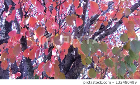 樹與秋天的葉子 132480499