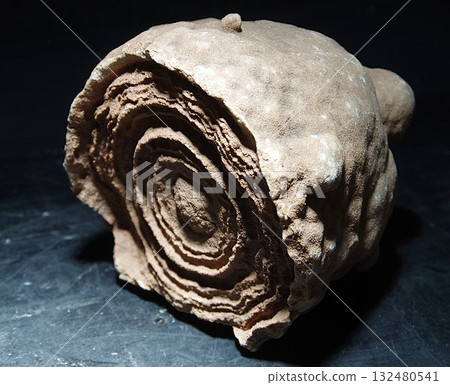 Stromatolite Stromatolite 132480541