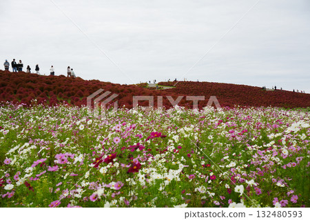 Hill of Miharashi in autumn 132480593