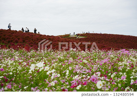 三原山在秋天 132480594