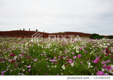 三原山在秋天 132480595