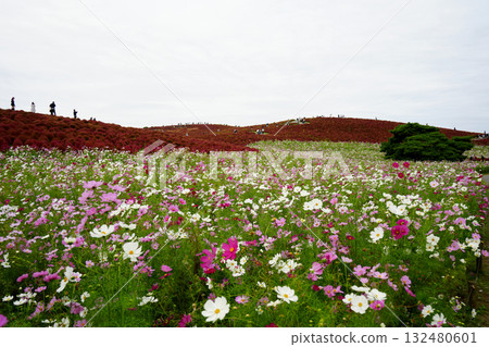 Hill of Miharashi in autumn Hill of Miharashi in autumn 132480601