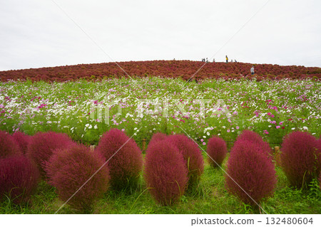 三原山在秋天 132480604