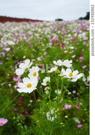 Cosmos flowers 132480802