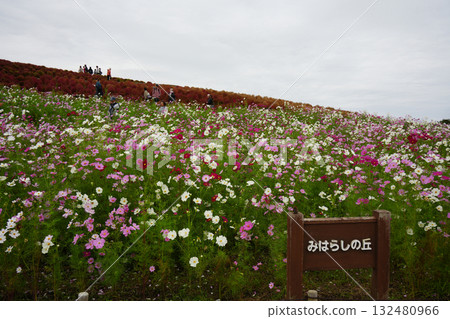 三原山在秋天 三原山在秋天 132480966