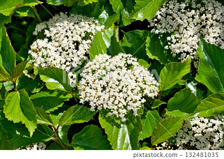 White flowers of the Hakusanbok tree (spring, April) 132481035