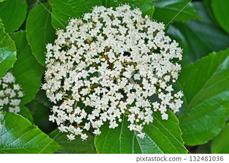 White flowers of the Hakusanbok tree (spring, April) White flowers of the Hakusanbok tree (spring, April) 132481036