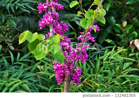Pink redbud flowers (spring, April) Pink redbud flowers (spring, April) 132481305