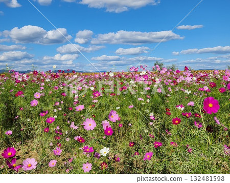 秋天天空綻放的波斯菊 132481598