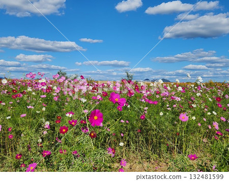 發光在秋天天空的波斯菊波斯菊 132481599