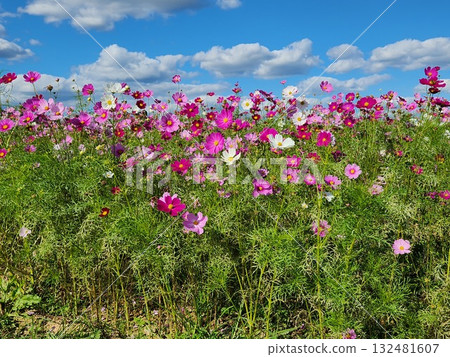 Scenery with cosmos Scenery with cosmos 132481607