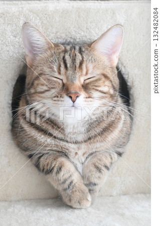 睡貓的快樂表情 | 放鬆、寵物、室內、日常生活、柔和的光線 睡貓的快樂表情 | 放鬆、寵物、室內、日常生活、柔和的光線 132482084