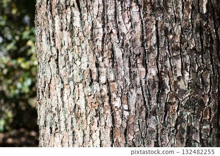 Rugged bark. Feel the warmth of nature in the autumn park 132482255