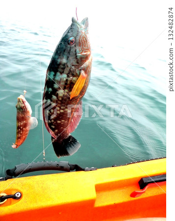 I caught a wrasse while kayaking I caught a wrasse while kayaking 132482874