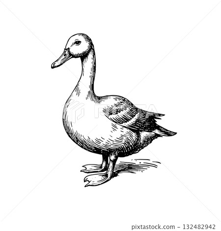 Black-and-white sketch of a duck or goose illustration in engraving style. Black vintage bird isolated on white background Black-and-white sketch of a duck or goose illustration in engraving style. Black vintage bird isolated on white background 132482942