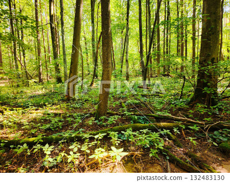 Sunlight filtering through a vibrant green forest. Sunlight filtering through a vibrant green forest. 132483130
