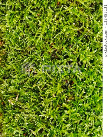 Dense vibrant green moss background. Dense vibrant green moss background. 132483131