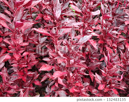 Dense crimson and magenta foliage with raindrops. Dense crimson and magenta foliage with raindrops. 132483135