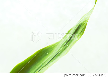 Close-up shot of tea leaves on a white background 03 132483443