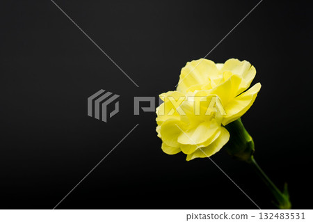 Yellow carnation flowers photographed against a black background 06 132483531