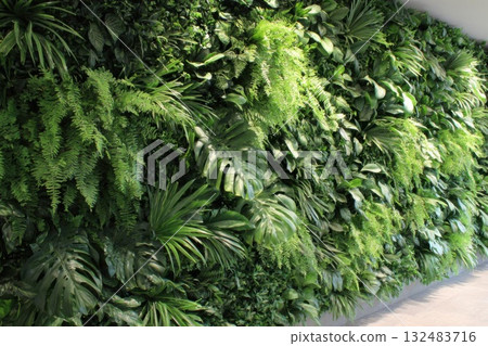 Lush Green Wall of Plants and Ferns 132483716