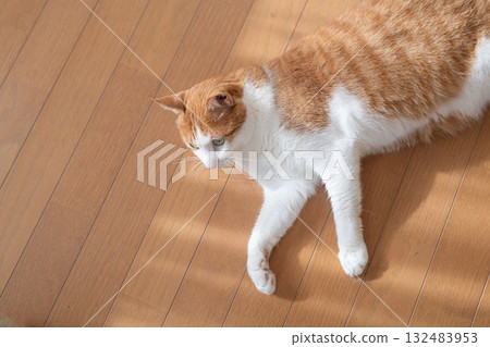 A cute cat lying down and relaxing - brown tabby and white 132483953