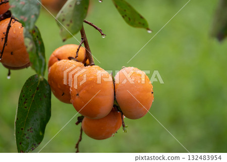 美味成熟的柿子 132483954